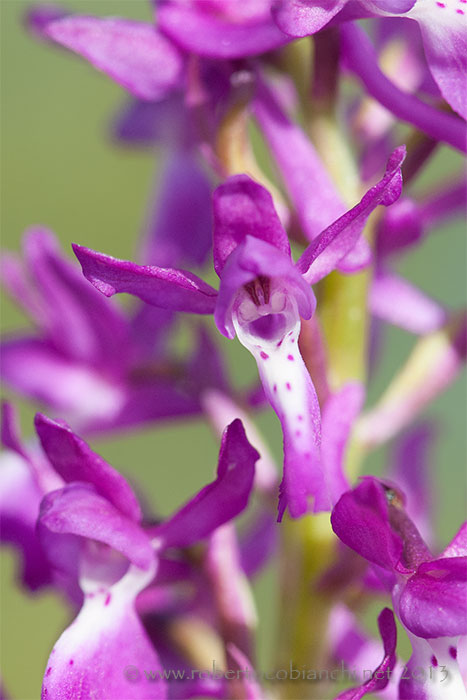 Anacamptis laxiflora?